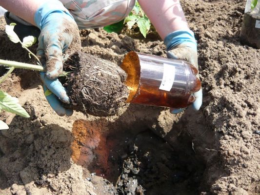 Обжимаем пластиковый стакан и извлекаем рассаду Обжимаем пластиковый стакан и извлекаем рассаду