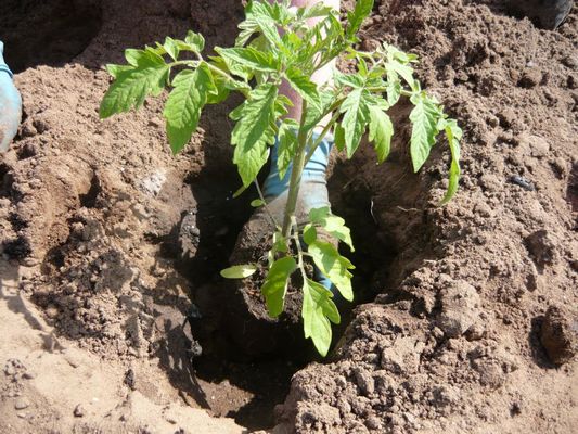 Сажаем расскаду в лунку Сажаем расскаду в лунку