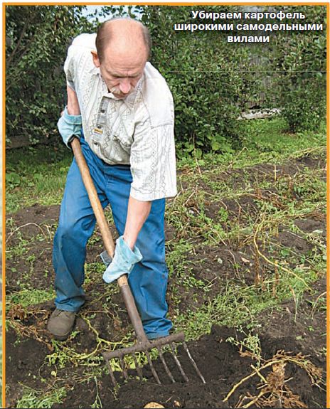 Уборка картошки