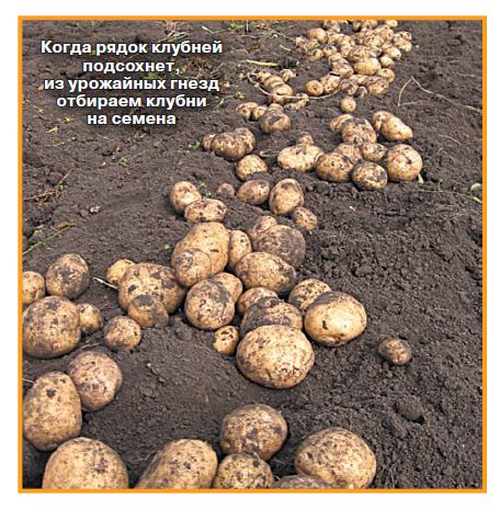 Отбираем картофель на семена