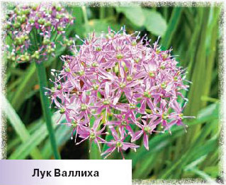 Лук Валлиха