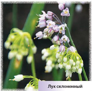 Лук склонённый