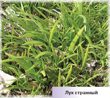 Лук странный