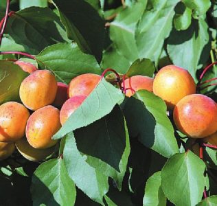 Плоды сорта Фаворит отличаются замечательным вкусом