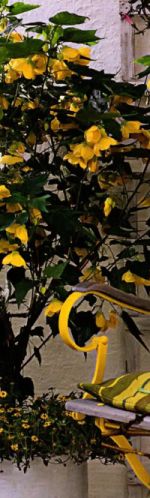 abutilon-komnatnyj-klen