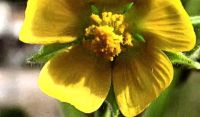 abutilon-komnatnyj-klen
