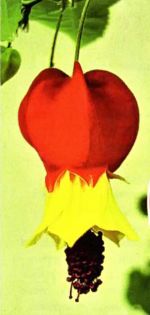 abutilon-komnatnyj-klen