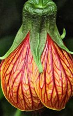abutilon-komnatnyj-klen