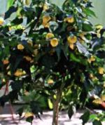 abutilon-komnatnyj-klen