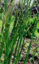 asparagus-sparzha