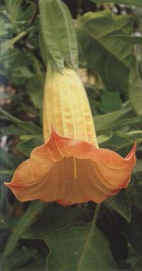 brugmansiya