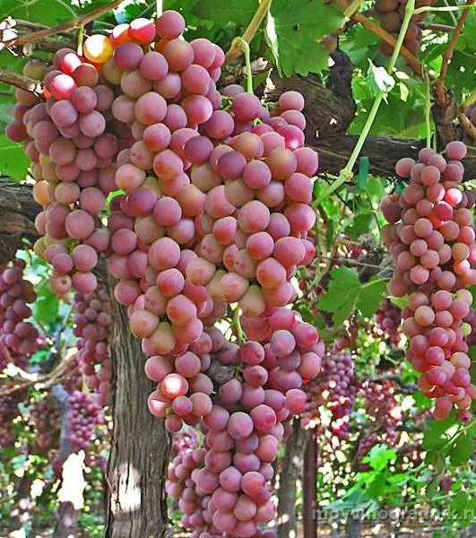 chto-takoe-horoshee-vino