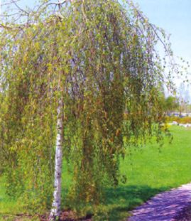 Береза плакучая