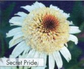Secret Pride
