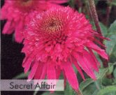 Secret Affair