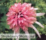 Strawberry Shortcake