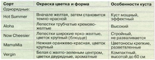 ehinaceya-osobennosti-posadki-razmnozhenie-uhod