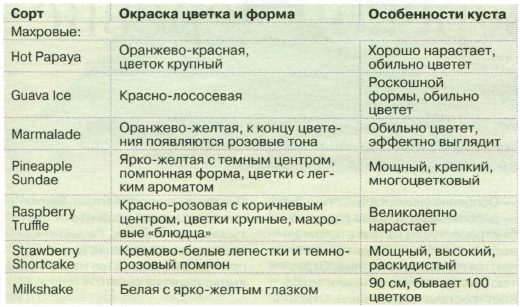 ehinaceya-osobennosti-posadki-razmnozhenie-uhod