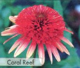 Coral Reef
