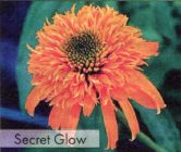  Secret Glow