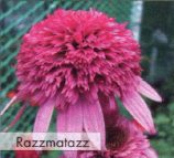 Razzmatazz