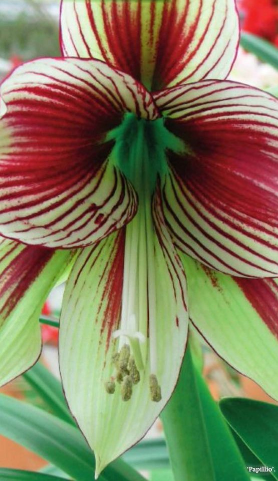 Papillio