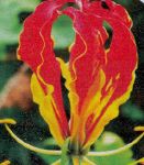 glorioza-liliya-plameni