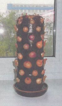 gryadka-na-podokonnike