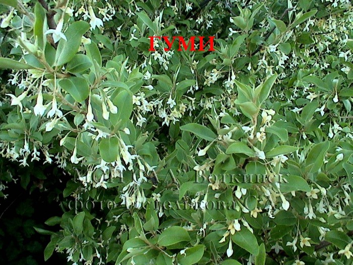 Гуми (лох многоцветковый)