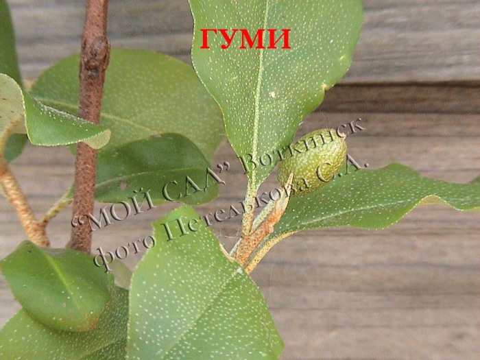 Гуми (лох многоцветковый)