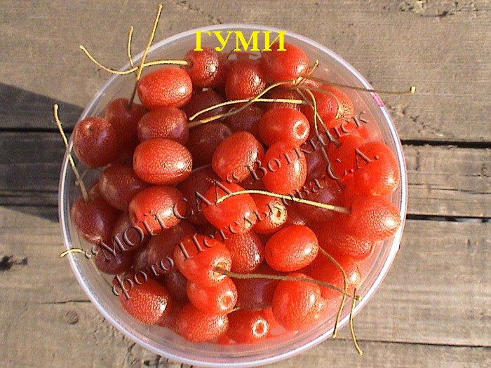 Гуми (лох многоцветковый)