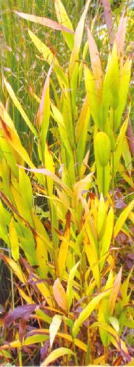 hasmantium