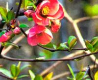 henomeles-yaponskaya-ajva