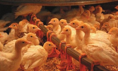 Помещения для индюшат оборудованы ниппельными поилками