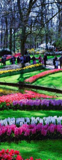 kekenhof-ogromnaya-vystavka-gollandskih-tulpanov-v-parke