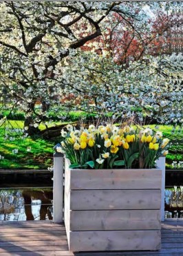 kekenhof-ogromnaya-vystavka-gollandskih-tulpanov-v-parke