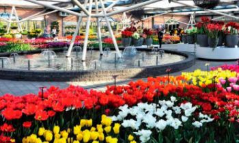 kekenhof-ogromnaya-vystavka-gollandskih-tulpanov-v-parke