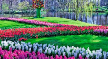 kekenhof-ogromnaya-vystavka-gollandskih-tulpanov-v-parke