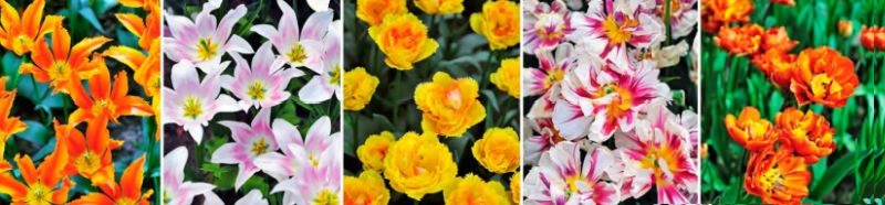 kekenhof-ogromnaya-vystavka-gollandskih-tulpanov-v-parke