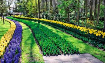 kekenhof-ogromnaya-vystavka-gollandskih-tulpanov-v-parke