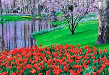 kekenhof-ogromnaya-vystavka-gollandskih-tulpanov-v-parke