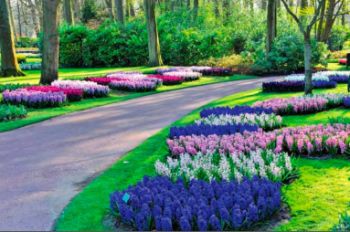 kekenhof-ogromnaya-vystavka-gollandskih-tulpanov-v-parke