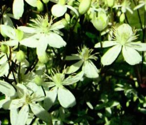 klematis-korol-lian