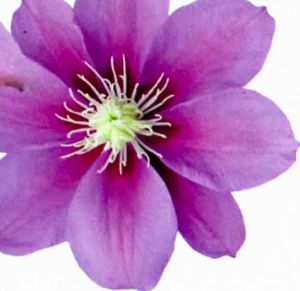 klematis-korol-lian