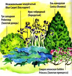 klumby-s-hvojnymi-krasivo-i-praktichno
