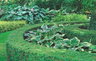 krasavica-hosta