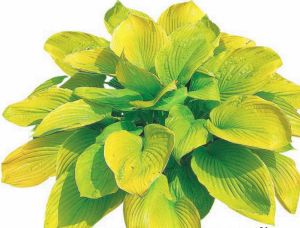 krasavica-hosta