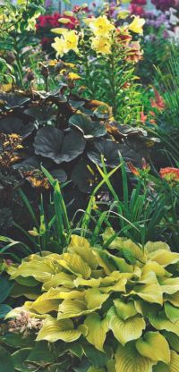 krasavica-hosta
