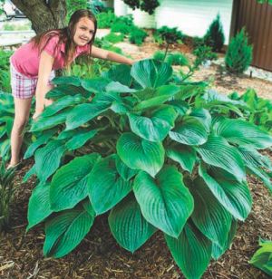 krasavica-hosta