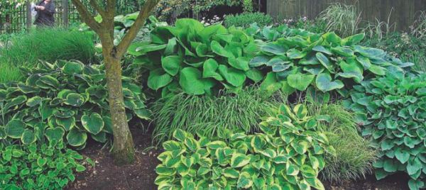 krasavica-hosta